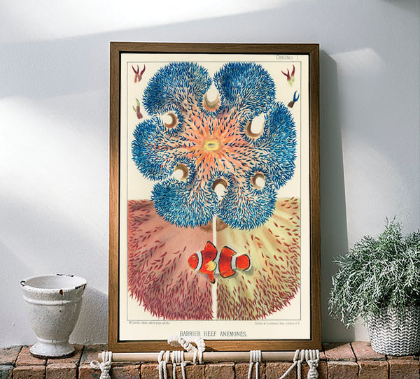 Vintage Illustration Wall Art - Great Barrier Reef Anemones, Plate I
